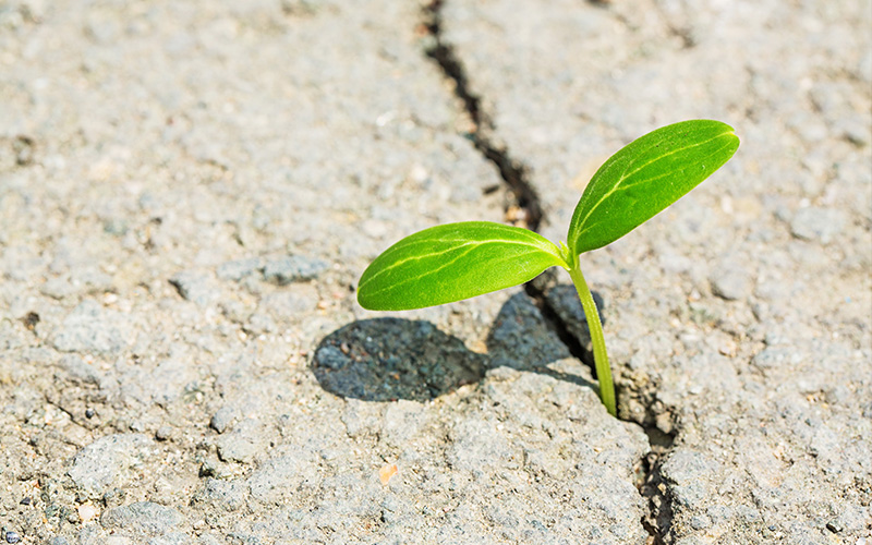 Mindfulness y regulación emocional